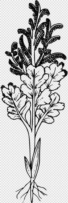 Black And White Wildflower No Background  HD Png DownloadTransparent PNG