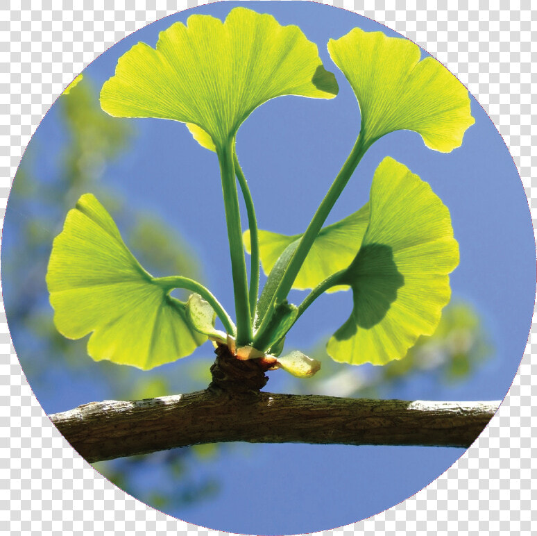 Circel ginkgo Biloba   Ginkgo Biloba Living Fossil  HD Png DownloadTransparent PNG