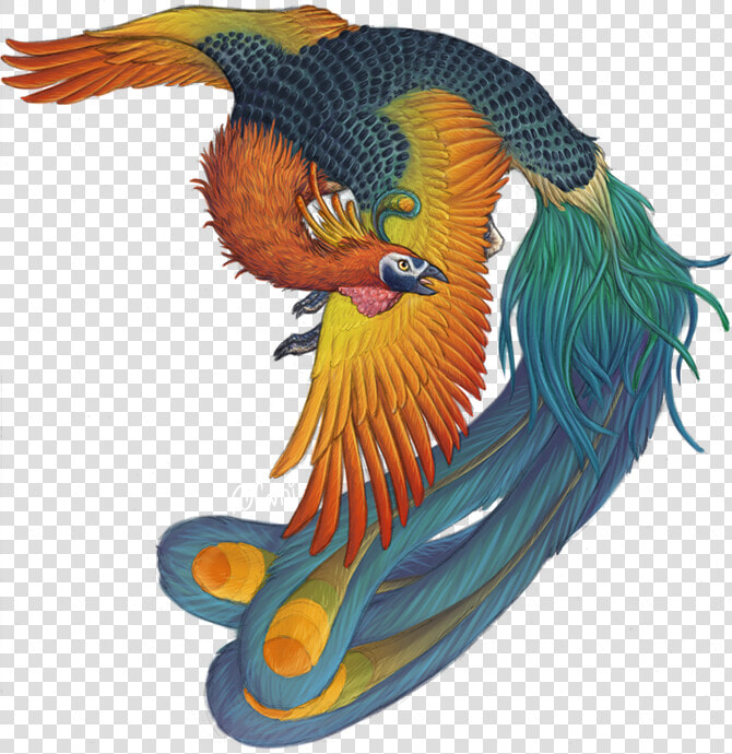 Phoenix Bird Harry Potter   Bird Feng Huang  HD Png DownloadTransparent PNG