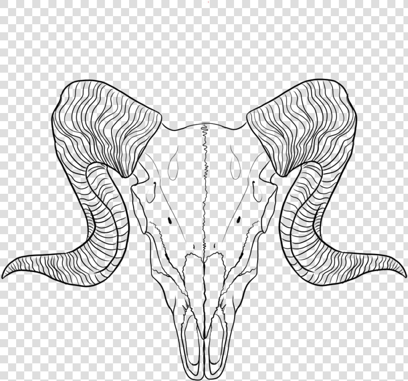 Lineart Ram By   Ram Skull Line Art  HD Png DownloadTransparent PNG