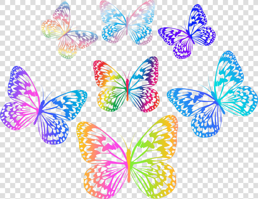 Decorative Multicolored Butterflies Png Clip Art   Multi Colored Butterfly Hd Png  Transparent PngTransparent PNG