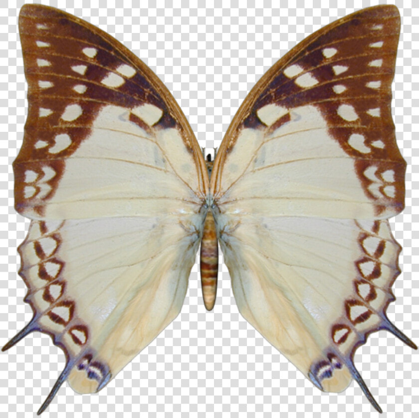 Papilio Machaon  HD Png DownloadTransparent PNG