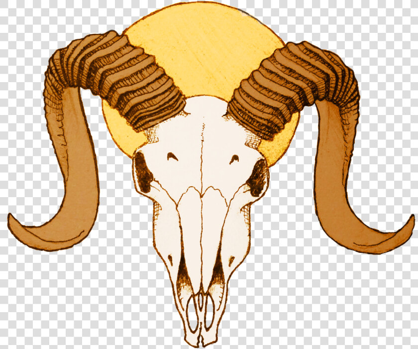 Goat Animal clip Antelope   Skull Goat Horns Drawing  HD Png DownloadTransparent PNG
