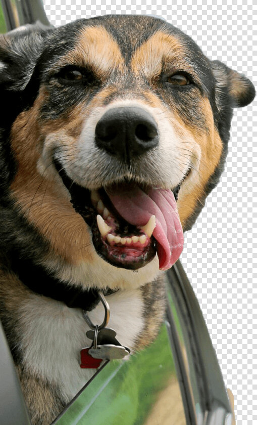 Cachorro Fundo Png Min   Auto Loan Credit Union Ad  Transparent PngTransparent PNG