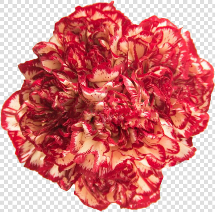 Carnation Png  Transparent PngTransparent PNG