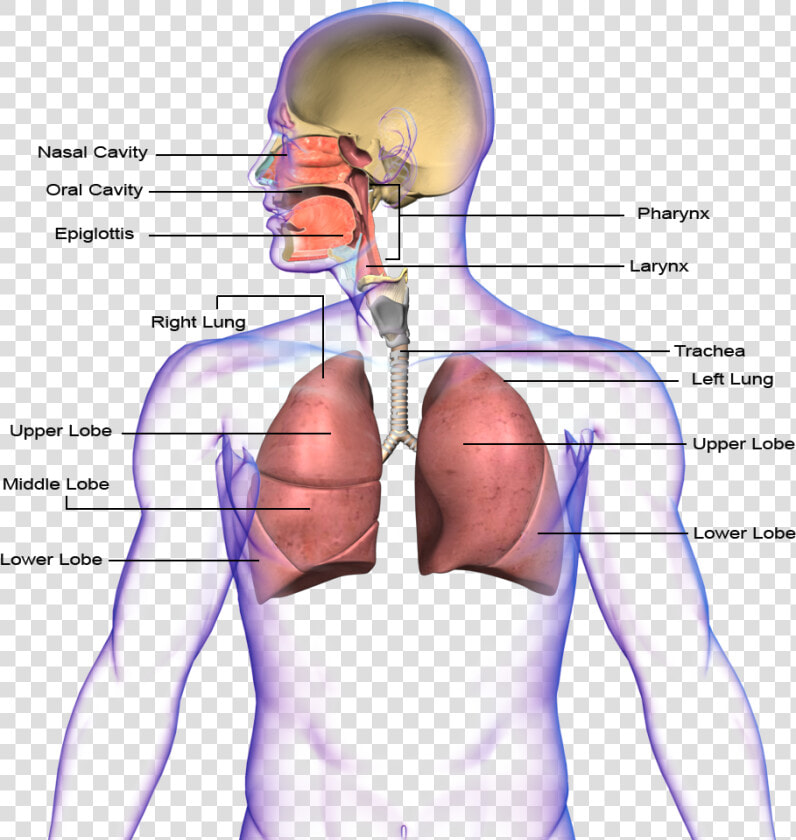 Png Transparent Images   Circulatory System And Respiratory System Transparent  Png DownloadTransparent PNG