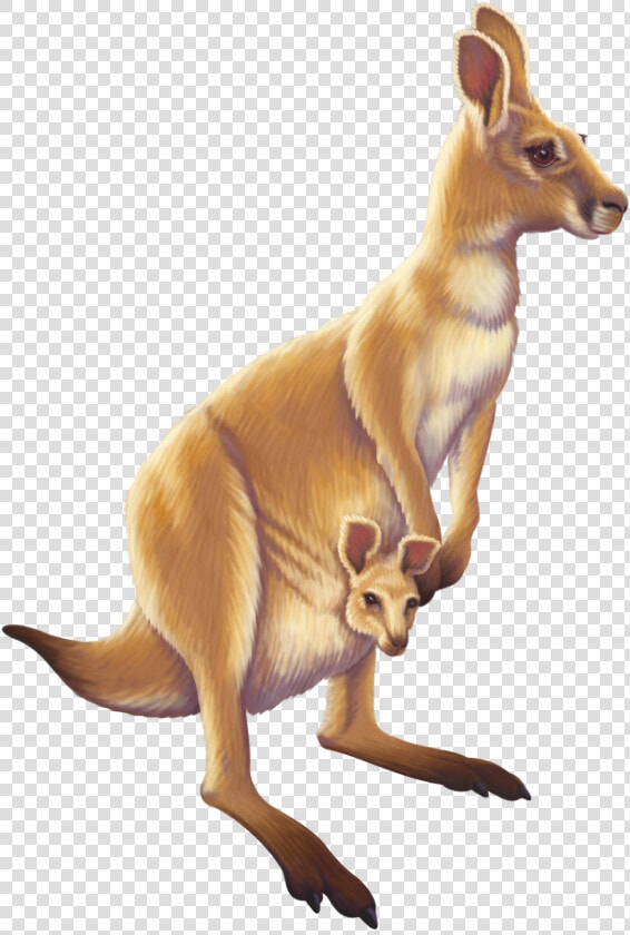 Kangaroo Australia Animal Free Transparent Image Hd   Kangaroo Png  Png DownloadTransparent PNG