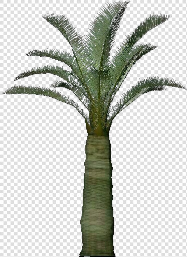 3d Trees   Jubaea Chilensis   Acca Software   Attalea Speciosa  HD Png DownloadTransparent PNG
