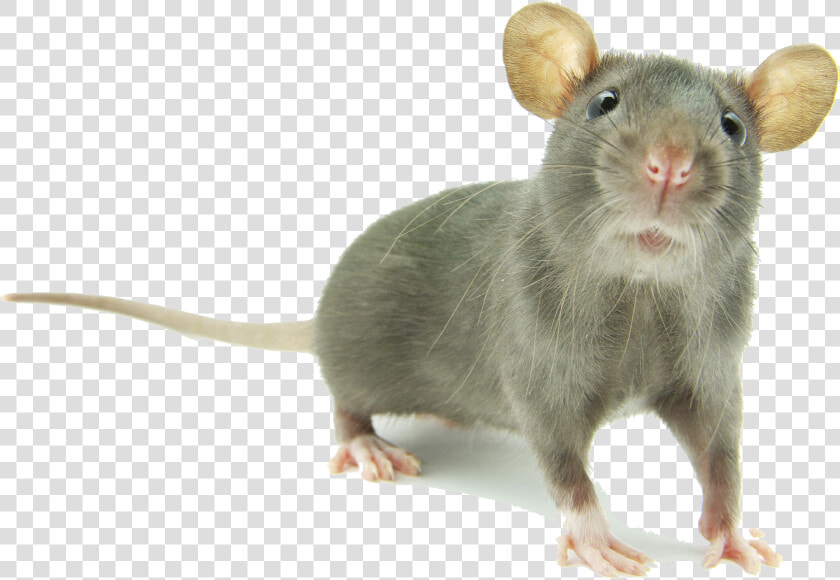 Mouse Png Images Hd   Young Rats  Transparent PngTransparent PNG