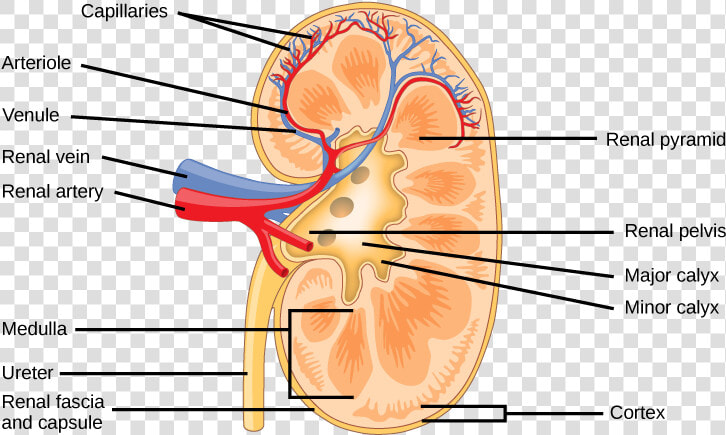 Nephron Drawing Outline   Kidney Structure  HD Png DownloadTransparent PNG