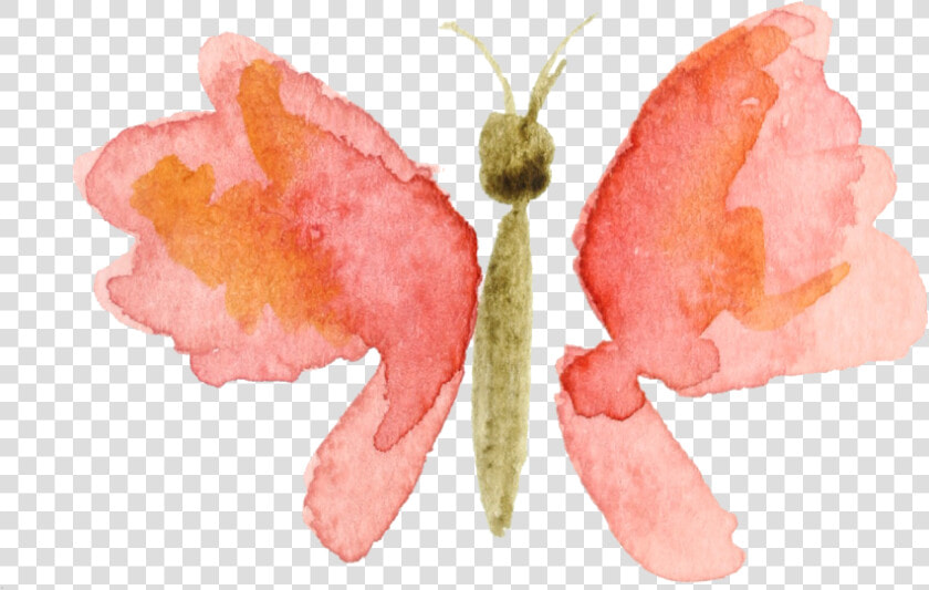 Rosy Maple Moth   Watercolor Butterfly Painting Png  Transparent PngTransparent PNG