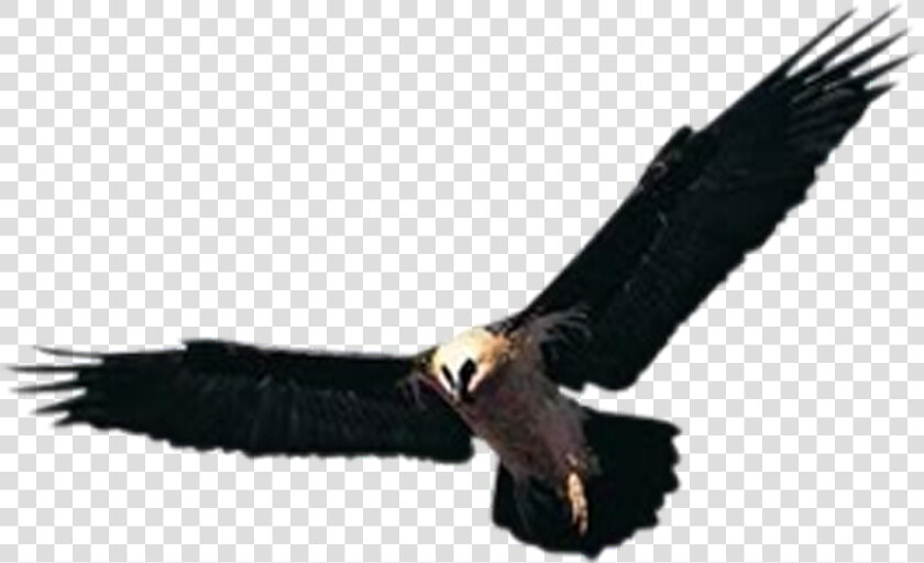 Huishan District Hawk Accipiter Yixing Shenxing Knitting   صور نسر في جبال  HD Png DownloadTransparent PNG
