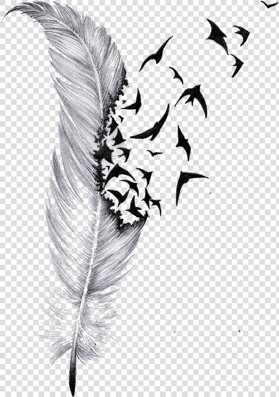 Transparent Feather Drawing Png   Feather And Bird Tattoo Designs  Png DownloadTransparent PNG