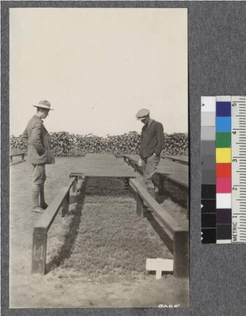 Union Lumber Company Nursery  Fort Bragg   Road  HD Png DownloadTransparent PNG