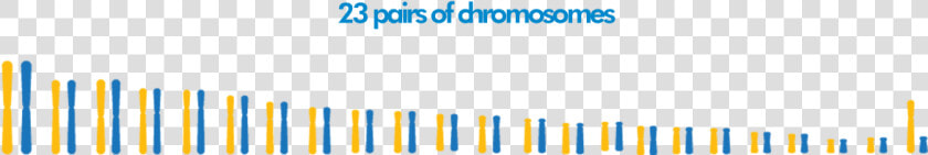 Chromosomes   Colorfulness  HD Png DownloadTransparent PNG