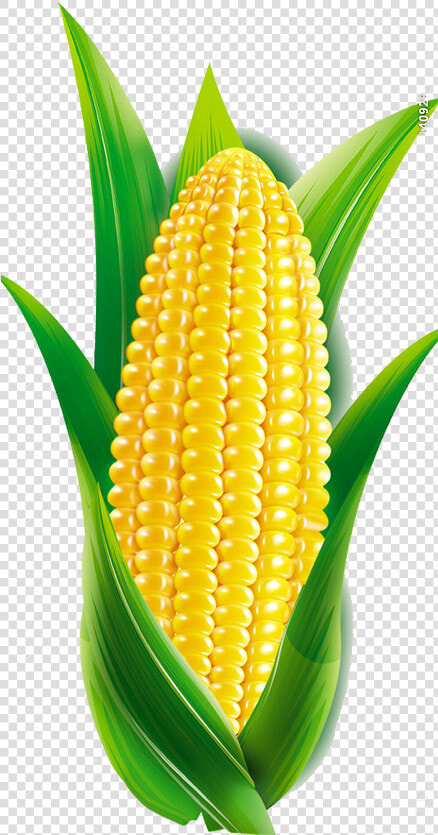Corn Cartoon Png   Cartoon Maize  Transparent PngTransparent PNG