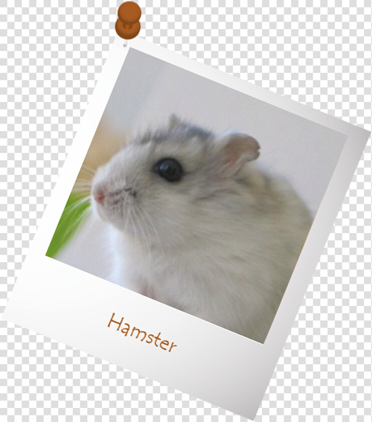 Transparent Hamster Png  Png DownloadTransparent PNG