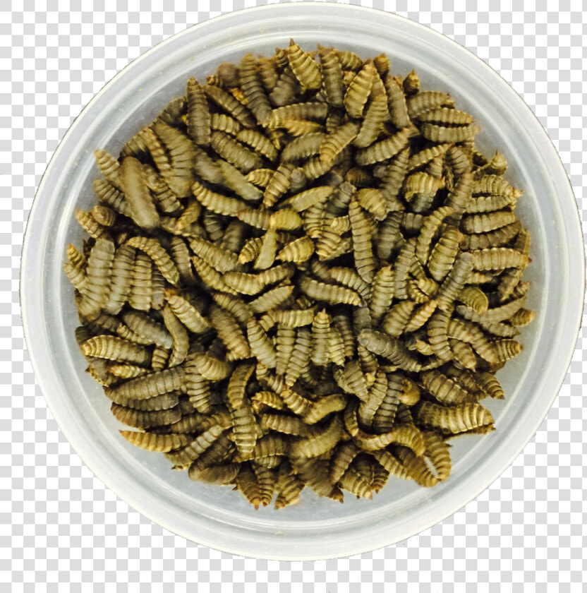 Black Soldier Fly Prepupae   Black Soldier Fly  HD Png DownloadTransparent PNG