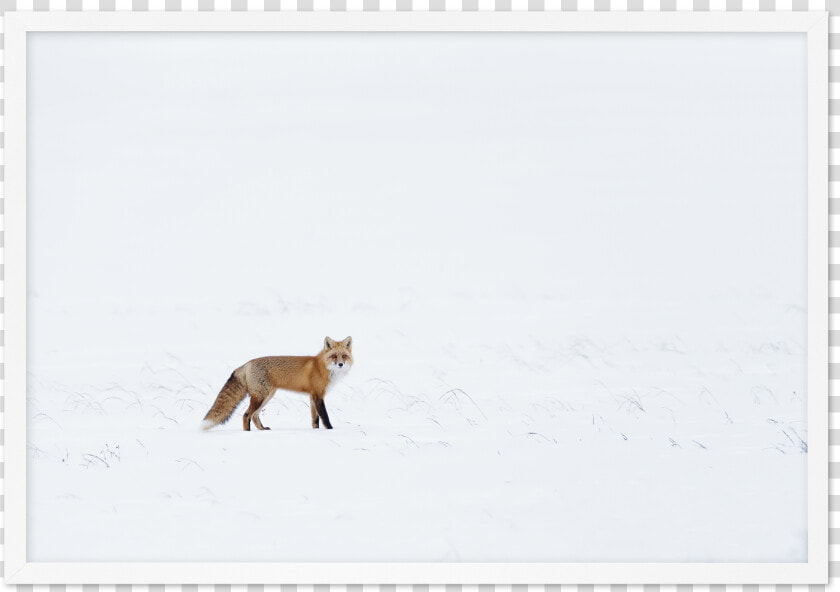 Arctic Fox   Red Fox  HD Png DownloadTransparent PNG