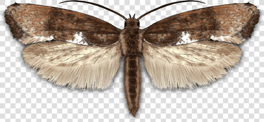 Leek Moth   Peppered Moth  HD Png DownloadTransparent PNG