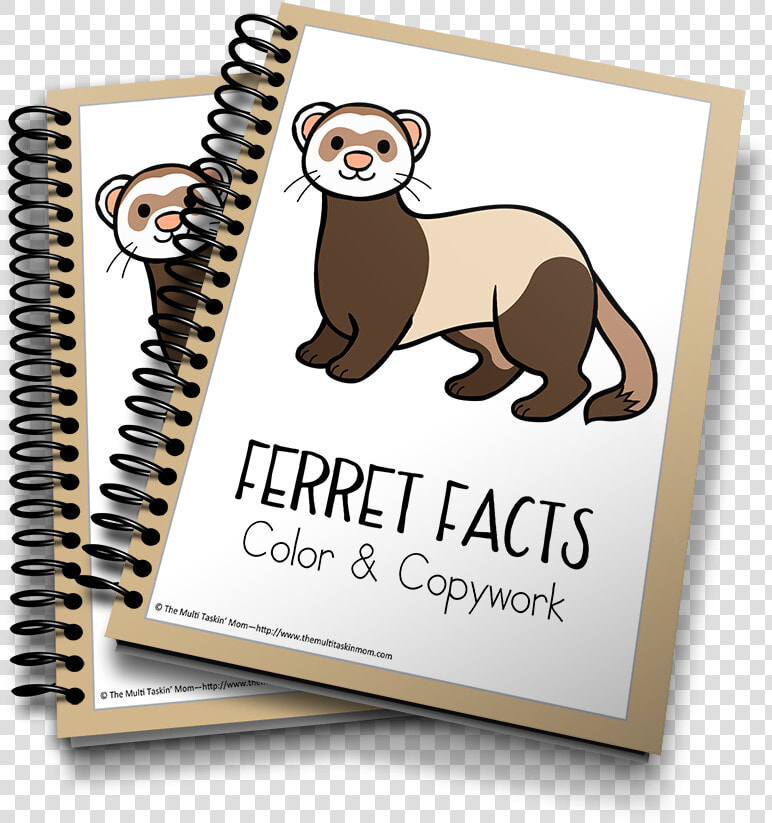 Ferrets Color And Copywork   3d Life Cycle Of Butterfly  HD Png DownloadTransparent PNG