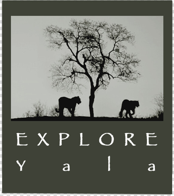 Yala Safari Camp   Silhouette  HD Png DownloadTransparent PNG