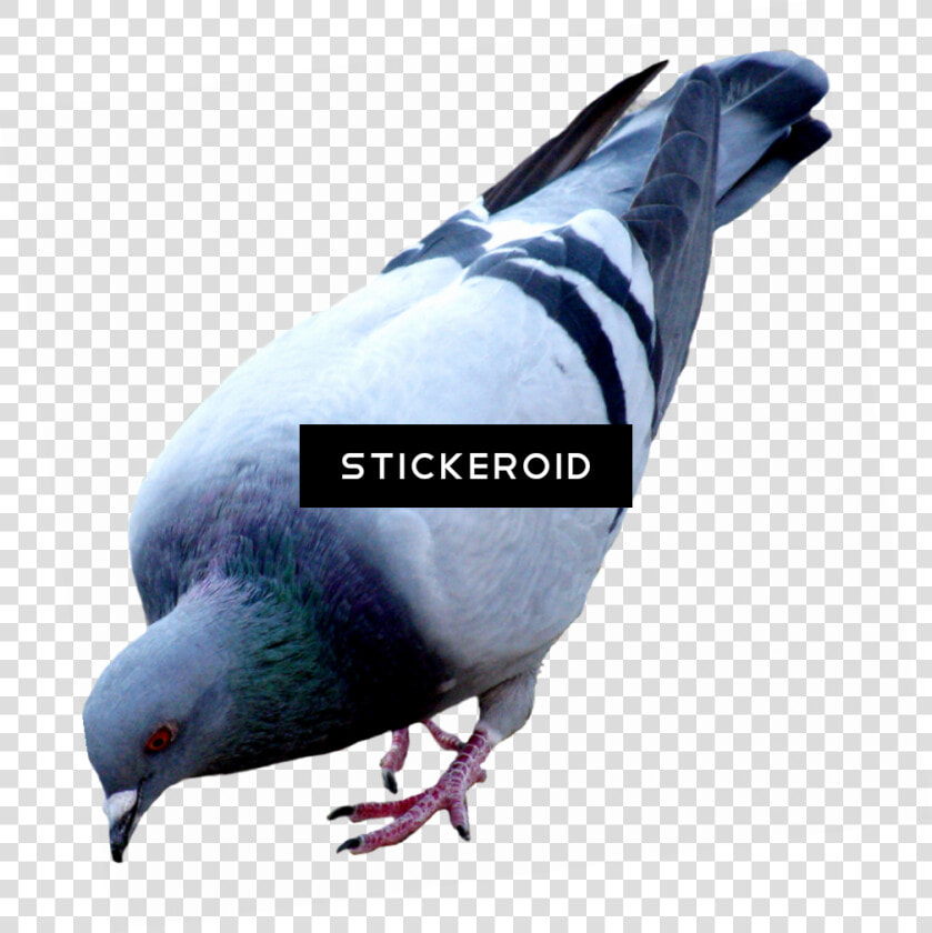 Pigeons And Doves   Png Download   Pigeons Png  Transparent PngTransparent PNG
