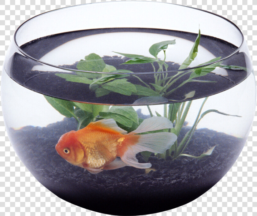 Aquarium Png   Fish In Aquarium Png  Transparent PngTransparent PNG