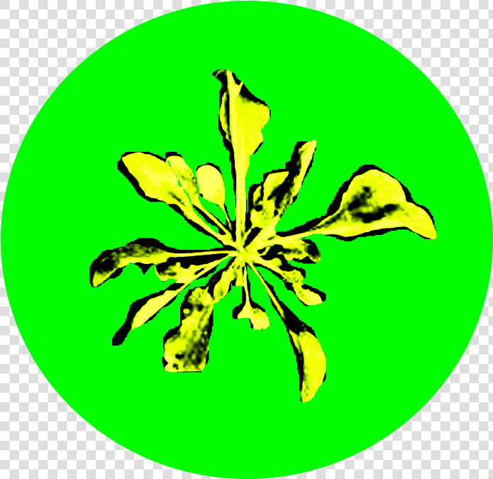 Rosette   Illustration  HD Png DownloadTransparent PNG