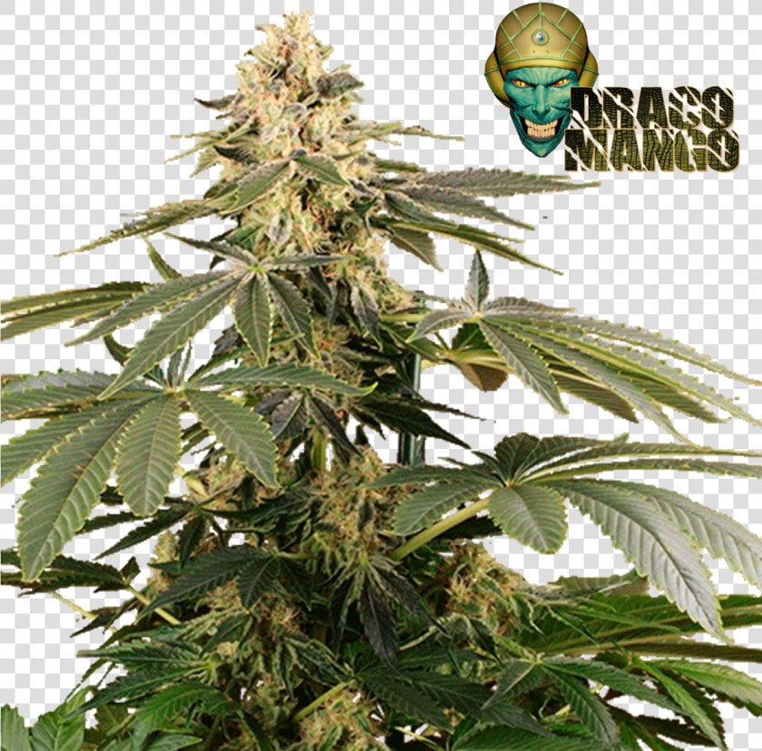 Hero Draco Mango  HD Png DownloadTransparent PNG