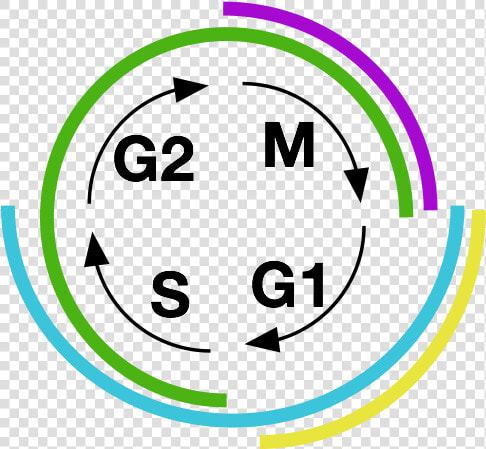 Each Portion Of The Cell Cycle Is Marked By A Distinctive   Cell Cycle Icon  HD Png DownloadTransparent PNG