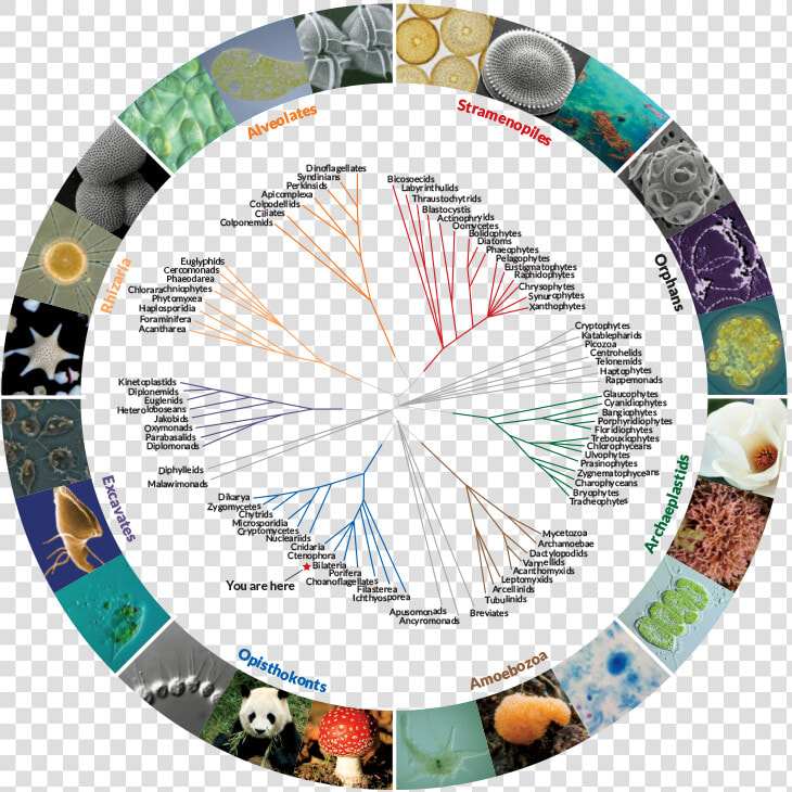 Kingdoms Tree   Tree Of Life Eucaryote  HD Png DownloadTransparent PNG