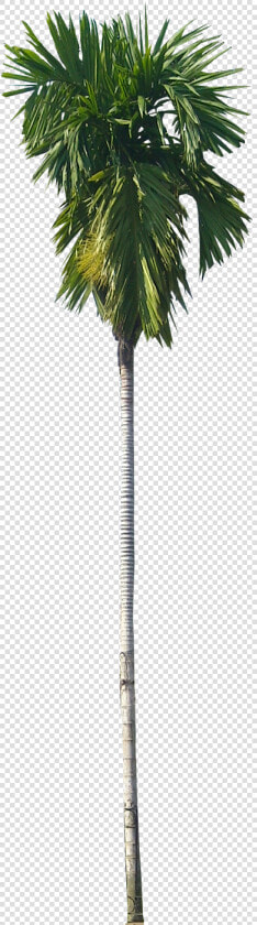 Find This Pin And More On Tree Cut Out  Cambodian Plants   Betel Nut Palm Png  Transparent PngTransparent PNG