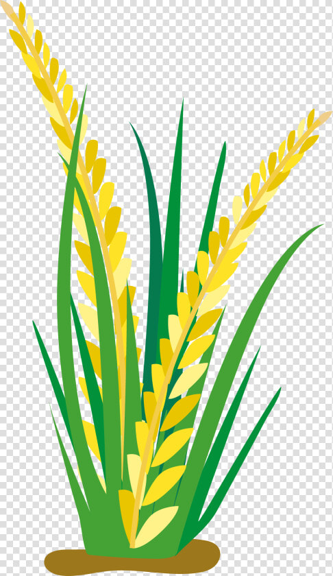 Field Clipart Rice Clip Arts For Download   Rice Plant Clipart Png  Transparent PngTransparent PNG