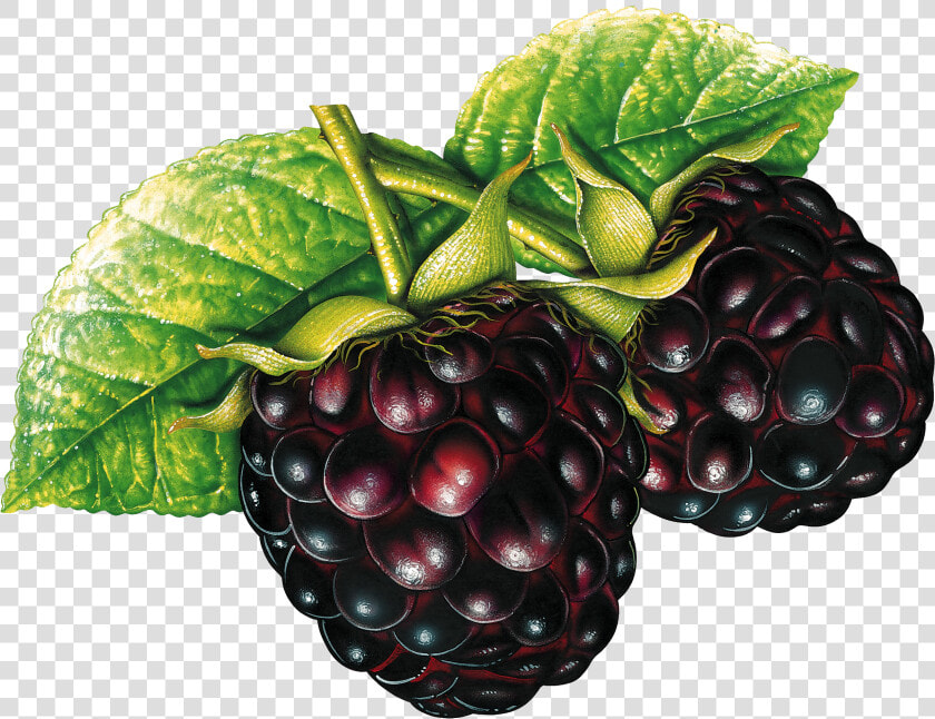 Blackberry Png   Blackberry Clipart Transparent Background  Png DownloadTransparent PNG
