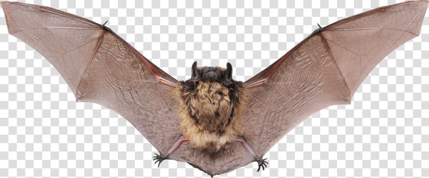 Small Bat Open Wings Clip Arts   Bat With Wings Open  HD Png DownloadTransparent PNG