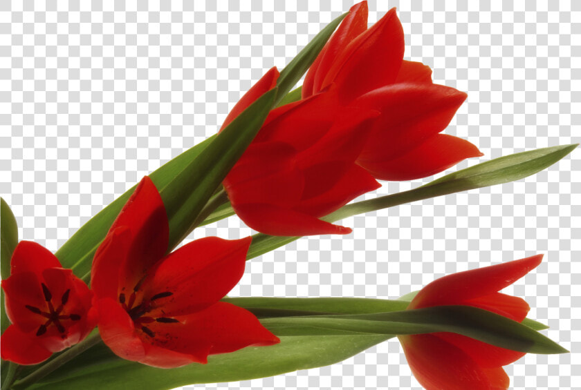 Flores Clipart   Png Download   حدیث برای روز دختر  Transparent PngTransparent PNG