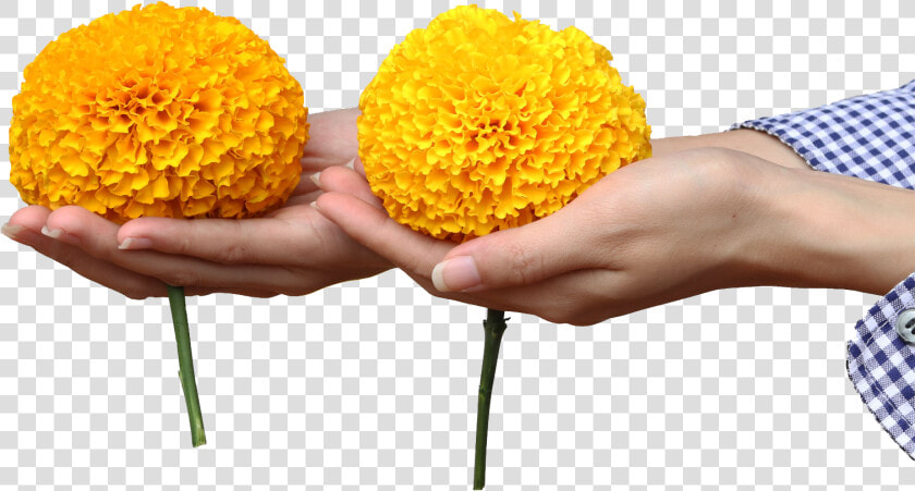 Banner 4   Tansy  HD Png DownloadTransparent PNG