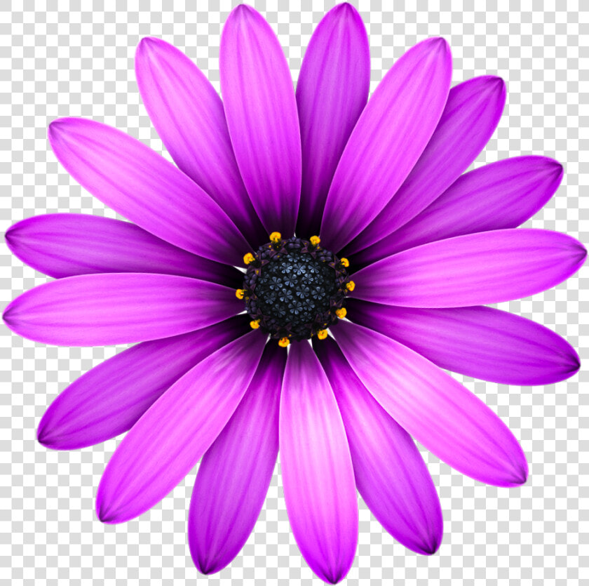 Description Textmateicon Png   Textmate Icon  Transparent PngTransparent PNG