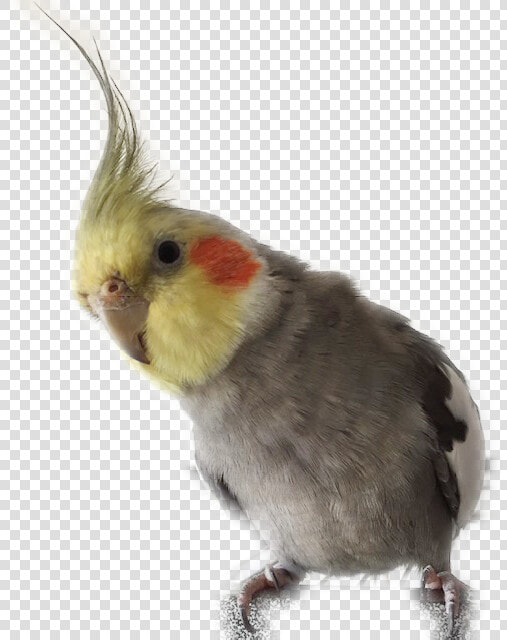 A Cockatiel   Cockatiel Png  Transparent PngTransparent PNG