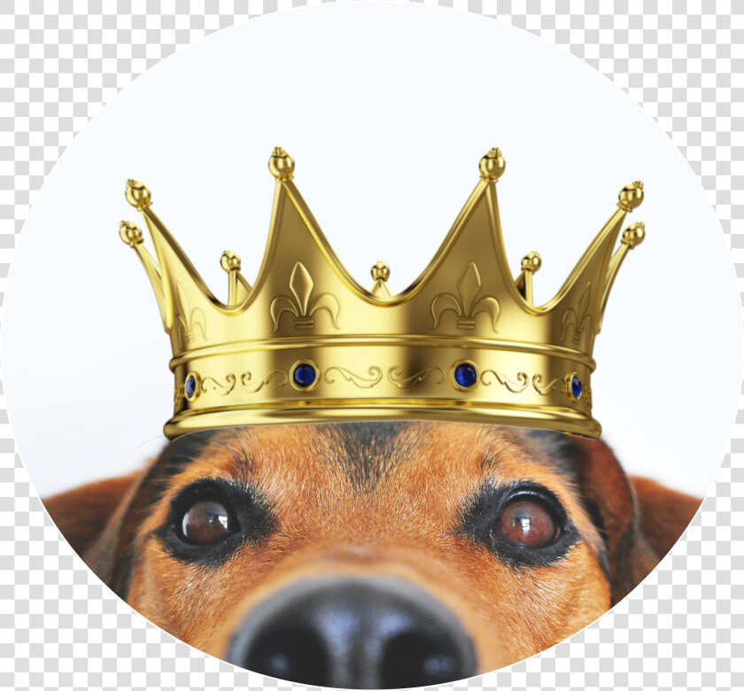  coroa  dog  cachorro   Transparent Background King Crown Png  Png DownloadTransparent PNG