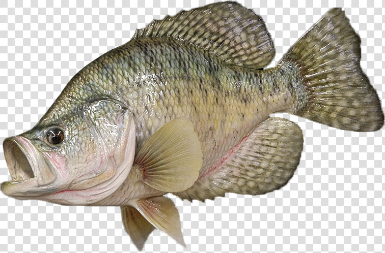 Crappie Fish Png  Transparent PngTransparent PNG