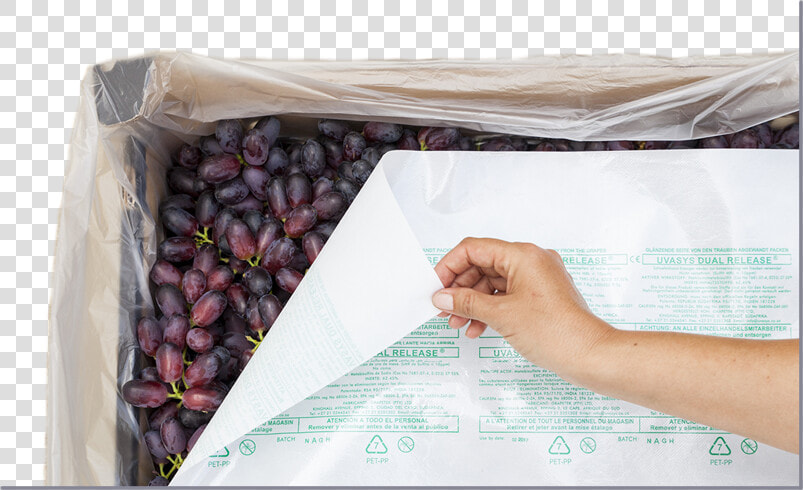 Uvasys Emailing I2   Seedless Fruit  HD Png DownloadTransparent PNG