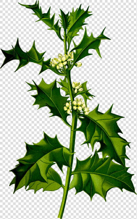 Plant leaf tree   Ilex Aquifolium  HD Png DownloadTransparent PNG
