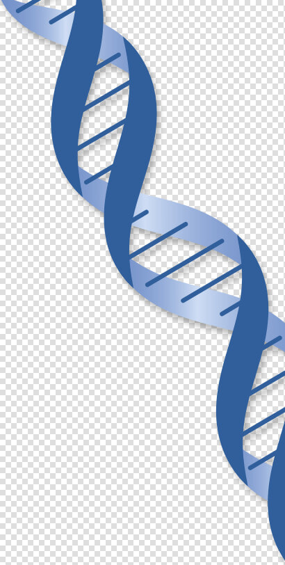 Transparent Dna Long Strand   Gene Transparent Background  HD Png DownloadTransparent PNG