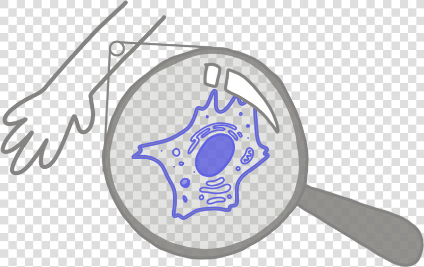 Image Of A Blue Somatic Cell Under A Magnifying Glass   Somatic Cells  HD Png DownloadTransparent PNG