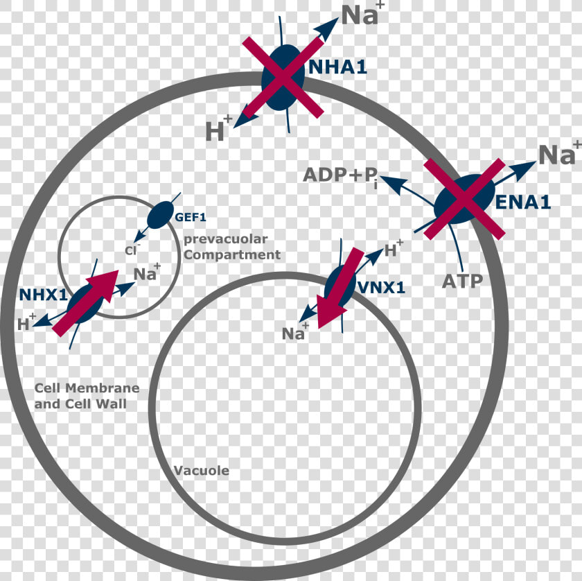 Fig 1 Ena1 And Nha1 Code The 2 Most Important Efflux  HD Png DownloadTransparent PNG