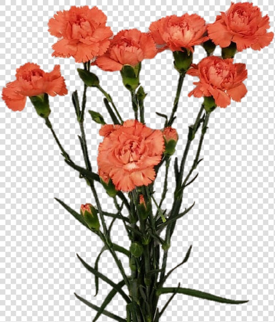 Spray Romany Jpgd696122a 652e 76d4 8940 8cb780ae4c72   Carnation  HD Png DownloadTransparent PNG