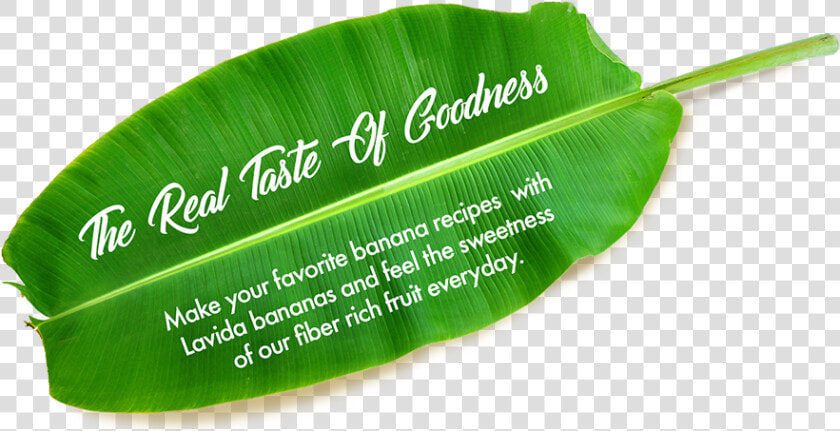 Transparent Banana Leaf Png   Banana Family  Png DownloadTransparent PNG