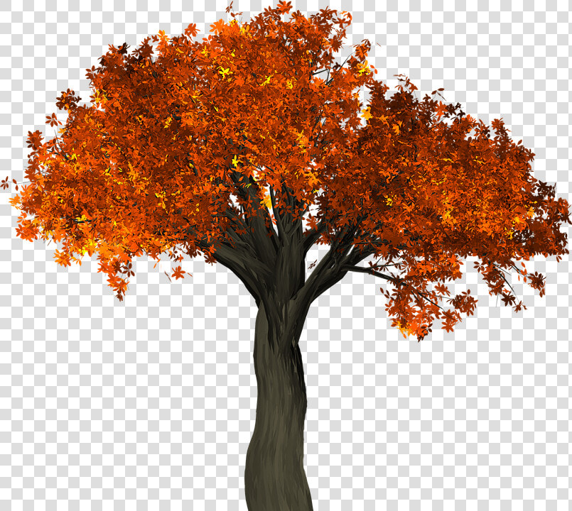 Tree  Leaves  Autumn  Fall  Branches  Isolated  Nature  HD Png DownloadTransparent PNG